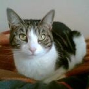 Bärle liebt frisch gemachte Betten! ja, ja, alles ordentlich bei uns!