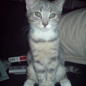 Minka(Ägyptische Mau-Mix)