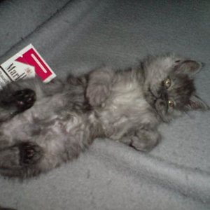 Rufus(Maine Coon-Perser-Mix)