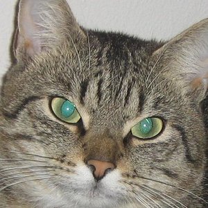 Das ist mein süsser Kater namens Rocky .
Ein echter Schmusekater der auch mal gerne seine krallen spielen lässt wen man ihn mal 5 minuten nicht bewundert. Aber das mach ich natürlich gern :)))
Ach so ist am 24.07.2007 geboren!!!!