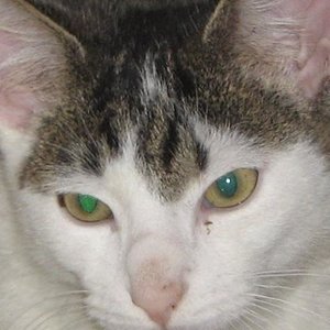 Mein Kater Wölfchen (wenn er mal gross ist Wolf)
ist mein kleiner Rabaucke. Er stellt alles aufen Kopf was nicht angewachsen ist. Kümmert sich aber hingebungsvoll um die Kitten meiner Rambo. Ein echt guter Babysitter :)grins

Hmm wie alt er ist weiss ich net so genau ca halbes jahr alt