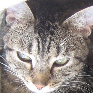 So und hier ist meine Katzenmama die gerade vor fast 2 Wochen ihre 5 hübschen Babys bekommen hat. Ihr Name Rambo ( weil wo ich die Sie gekauft hab es angeblich ein Kater sein sollte) Und ja man kann ja erkennen welchen Lieblingsschauspieler ich habe bei diesen Namen :hehe
Babyfotos werden nachgeliefert muss mich hier noch mit meinem Bildbearbeitungsprogramm rumquälen.

Sie ist geboren am 11.05.2007