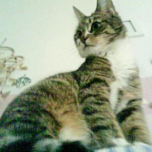 Her Imperial Majesty Queen Loki Tigi von Kratzbürsti