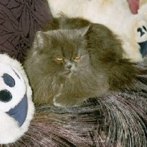 Wusi, meine verschmusste.....