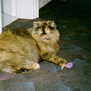 Micky meine Süsse 
*19.05.1998 - 29.10.2008

Ich vermisse Dich!!!!