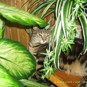 Dschungel Micky
Das ist unser großer Micky geb.06/05