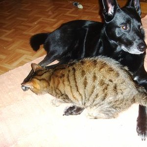 Blacky und Lisa 
Unsere Lisa und Familienhund Blacky