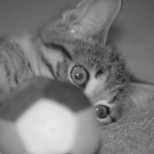 Maja will nur Spielen