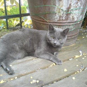 Lilly-Maus 2004-2018