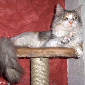 Cinderella ist eine absolute Qasselstrippe. Und super anhänglich