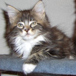 Georgie ist ein super hübsches Mädel, aber eine Zicke vor dem Herrn (wenn man was von ihr will)