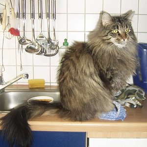 Caillou ist meine Hunze. Er geht mit mir spatzieren wie ein Hund. Hört aufs Pfeifen (wie all meine Katzen) und ist auch sonst ein ganz Besonderer.