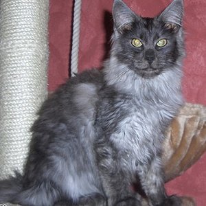 Atreju ... zu dem fällt mir nur Eins ein. Extremkuschler, und immer mit dem Köpfchen ins Gesicht