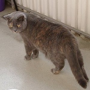 Bella auf dem Balkon