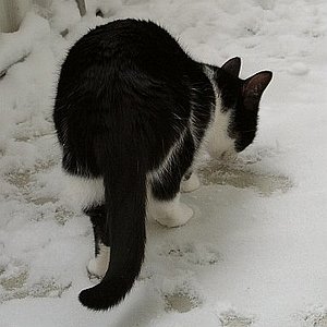 Freya auf dem Balkon
