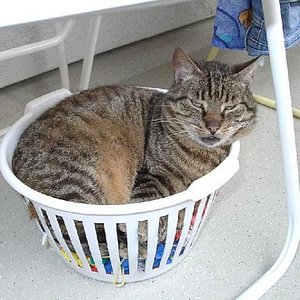 Tiggi ... Platz ist auch im kleinsten Körbchen