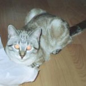 Leila,die Mama von unserer Tapsi!