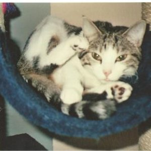 Unsere Katzendame "Tapsi" ( Mai 30.05.2006)