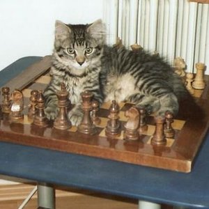 Schach-Kater Puschel die zweite!
