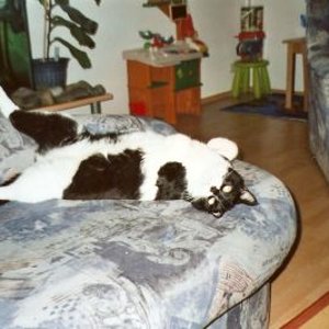 Kater Mikesch auf dem Rücken!