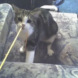 Tapsi Kampf-Terrier-Katze!