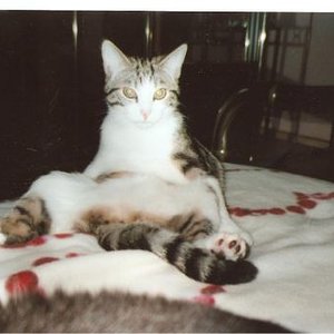 Tapsi beim Katzen-Yoga!