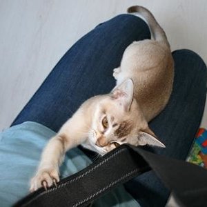 ..und schwub schon wieder auf dem Schoß, so wird nix aus der Fotosession :-)