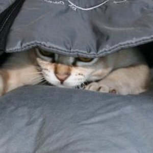 Gut versteckt auf Mäuse... äh, eher Füße Jagt..