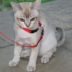 Bis der Garten ertig gesichert ist, geht's nur mit Leine rauß. Macht aber nix....