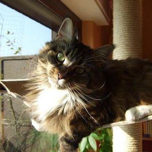 Prinzessin in der Hängematte