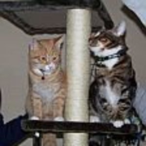 Kater Julius u Garfield.