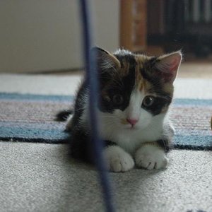 Lucy konzentriert sich auf Schnur.