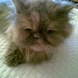 Cleo 19.11.08 Letzter Tag von meinem Sonnenschein