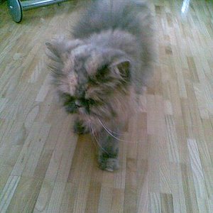 Cleo 20.11.08 Der letzte Gang