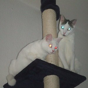 Die Zwei schmieden den berühmten "Plan 9"...