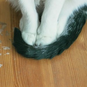 So sitzt der Kater von Welt.