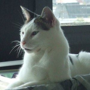 Der unglaubliche Hulk mit seinen starken Nackenmuskeln...