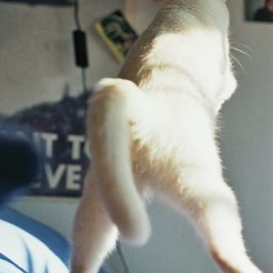 Flieeeeeeg, kleine Katze, Flieeeeeeg!!!