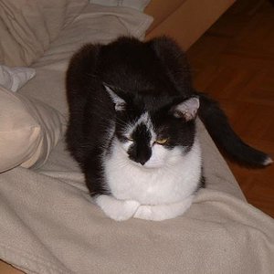 scotty .verstorben am 3.10.2008