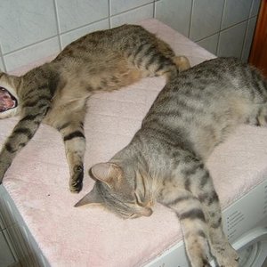 Auf dem warmen Trockner schläft es sich am besten.