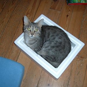 Susi liebte es, sich in kleine Kisten zu zwängen.