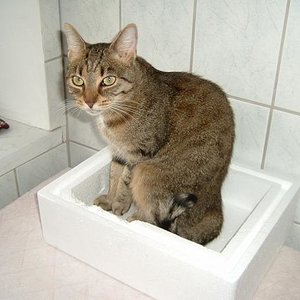 Die Tiger im Karton.