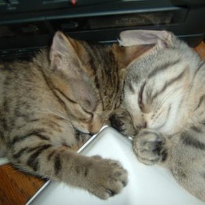 Im Sommer schläft es sich am besten am Ventilator.