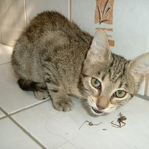 Hmmm lecker Spinne...