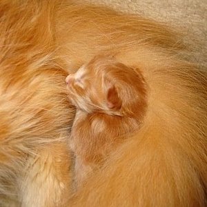 DSC01075 mein süsser schatz blaze