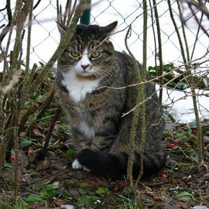 Ronja im letzten Winter