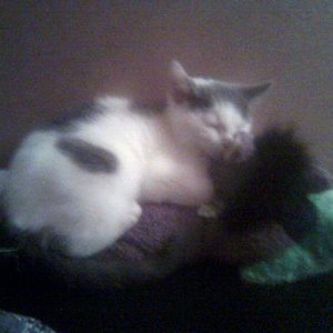 Da war Tommy zwei Tag bei mir und er liebt diesen Esel abgöttisch nur leider kann er da nun nicht mehr drauf schlafen...