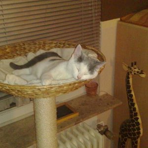 Tja scheint wohl seine lieblings beschäftigung zu sein...vielleicht erwische ich ihn jaa auch mal bei was anderem...