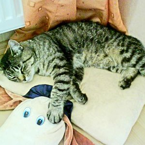 Beim Schlafen auf einem Kissen in meinem Zimmer :)
Ich liebe dich mein kleiner Stubentiger :-*