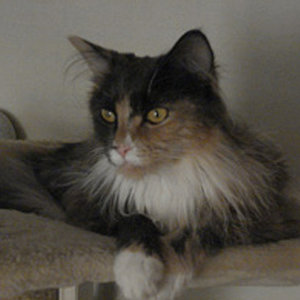 Orea, meine Schöne DSC00313 Orea klein